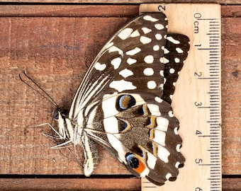 2匹のアゲハチョウ（Papilio ulysses） | A1サイズ（未組立） | 乾燥