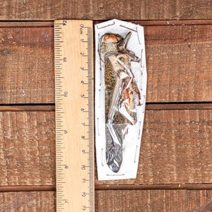 May include: A preserved grasshopper specimen in a clear plastic case, next to a wooden ruler. The grasshopper is brown and tan, with visible wings and legs. The ruler is marked in inches and centimeters, showing the specimen's length.