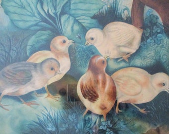 Antique Folk Art Birds Watercolor Painting Victorian 1800's Chicks American DARLING
