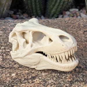 May include: A cream-colored, detailed model of a Tyrannosaurus rex skull featuring a prominent snout, sharp teeth, and hollow eye sockets. The fossilized-style replica displays intricate bone structures and textures across the entire cranium.