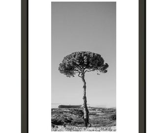 Svartvitt fotografi av italienskt ensamt träd | Minimalistisk konstväggdekoration med landskap