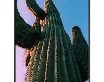 Inramad tavla: "Saguaro Majestät i de vita stridsvagnarna, Arizona"