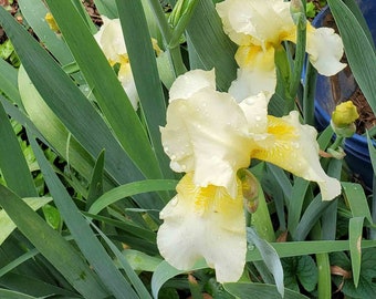 Pale Yellow Bearded Iris Rhizome