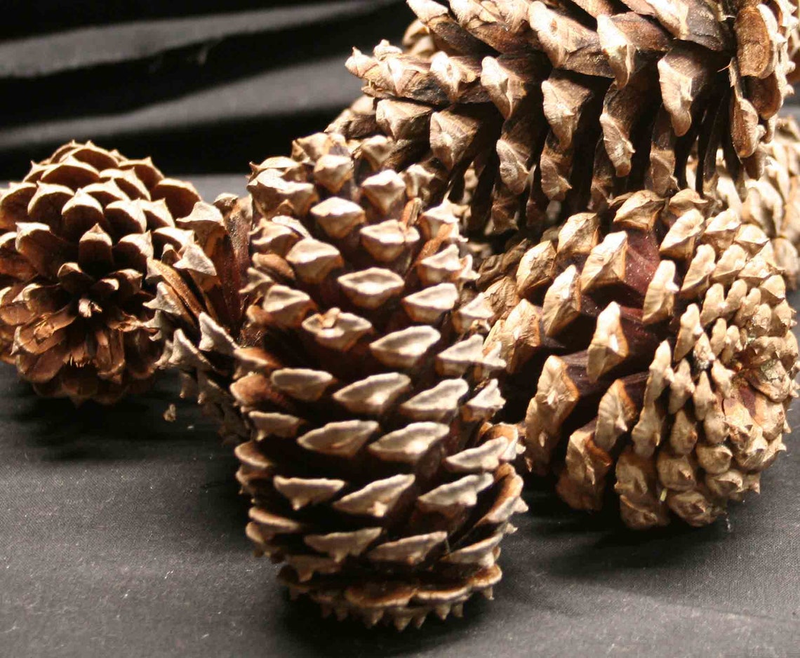 North Carolina Pine Cones for Crafting, Decorating, Floral Arrangements