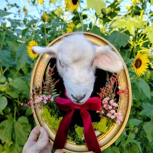 Lamb Shoulder Mount