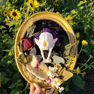 Framed Raccoon Skull