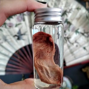 Lamb Tongue- wet specimen