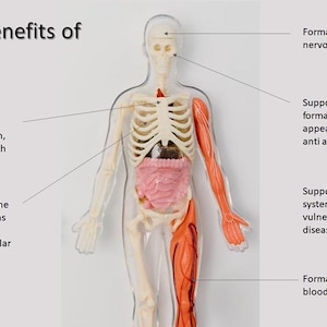 May include: An anatomical model of a human body with a transparent outer shell, white skeletal structure, and pink internal organs. Text labels detail the health benefits of copper, including brain development, collagen, and immune support.