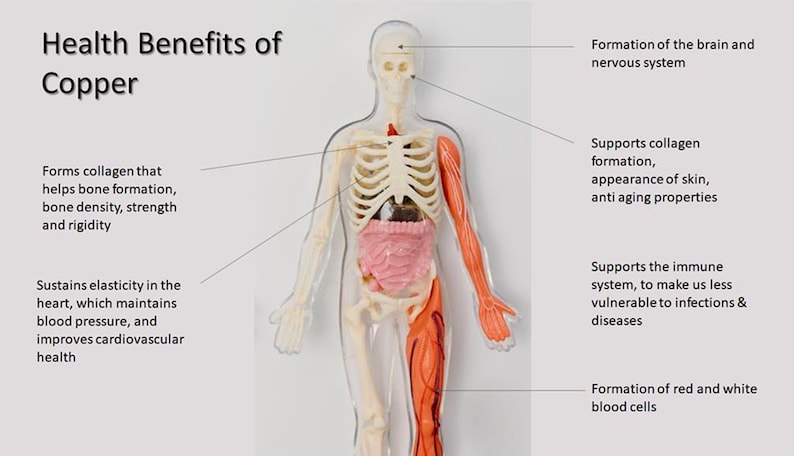May include: An anatomical model of a human body with a transparent outer shell, white skeletal structure, and pink internal organs. Text labels detail the health benefits of copper, including brain development, collagen, and immune support.