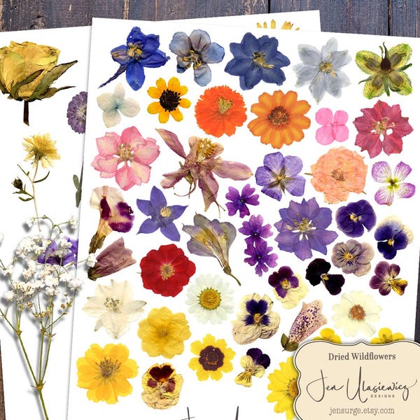 Clipart gedroogde wilde bloemen: digitaal collageblad (pdf)