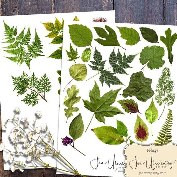Gebladerte clipart, blad digitaal collageblad (PNG, pdf-download)