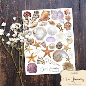 Seashells Digital Collage Sheet: Scrapbook & Junk Journal Clipart (PNG, PDF)