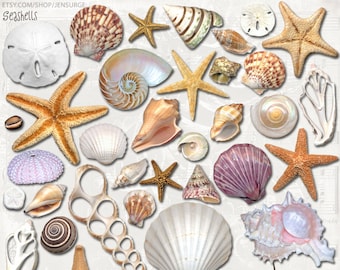 Seashells instant download, printable, digital collage, diary / junk journal, altered art, mixed media, clipart