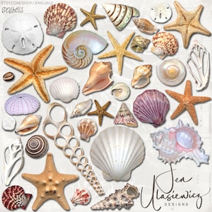 Seashells instant download, printable, digital collage, diary / junk journal, altered art, mixed media, clipart