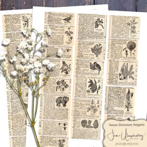 May include: Vintage dictionary pages with botanical illustrations and text. The pages are arranged on a white surface, with a sprig of white flowers in the foreground. The text "Nature Dictionary Snippets" is visible.