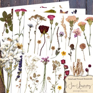 May include: A set of dried and pressed botanicals, including roses, carnations, and other wildflowers. The botanicals are arranged on a white background and are ready to be used for crafting or scrapbooking.