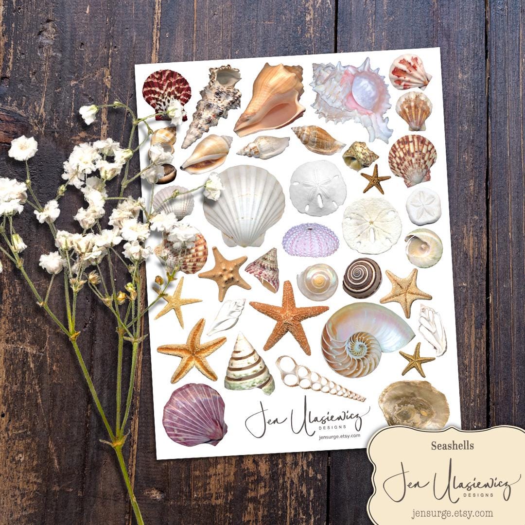Seashells Digital Collage Sheet: Scrapbook & Junk Journal Clipart (PNG ...