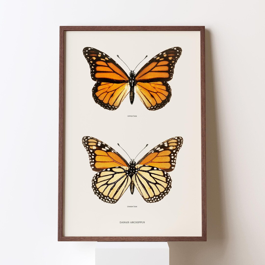 Monarch Butterfly Vintage Print | Entomology Art (digital Download) - Etsy