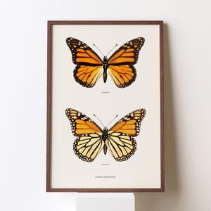 Sherman Denton Monarch Butterfly Poster | Vintage Entomology Art | Danaus Plexippus Illustration | Digital Download | Nature Wall Decor