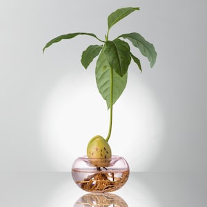 Puede incluir: Una pequeña planta de aguacate con hojas verdes que crece en un jarrón de vidrio rosa lleno de agua. El hueso de aguacate todavía está unido a la planta y le salen raíces.