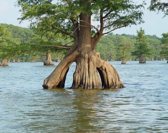 Cypress Tree Ripley Tennessee 5x7 Fine Art Photography - Matted