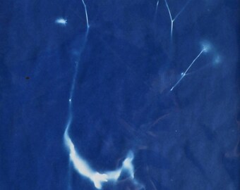 Original Cyanotype Photogram Bike Gears Flowers Herbs Abstract Holga Negatives Tibetan Prayer Flags  8"x10" matted to 11x14"