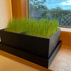 Könnte beinhalten: Zwei schwarze quadratische Pflanzkästen mit grünem Gras, das darin wächst, stehen auf einer Holzfensterbank.