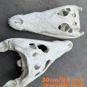 Genuine Crocodile Skull Specimen – 30cm (12 inches) – Clean Skeleton, Legally Sourced – Crocodile Skull Specimen