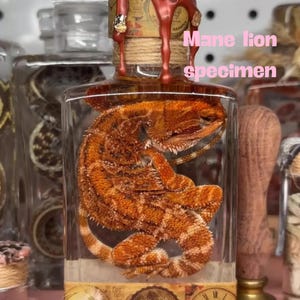 Bearded Dragon Specimens, Wet Specimens, Reptile Specimens, Specimens in Jars, Unique Gifts