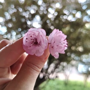 以下が含まれることがあります： 2つの繊細な薄いピンク色の桜の花が指の間に挟まれています。花は柔らかい花びらが何層にも重なっており、濃い赤色の雄しべがあります。背景は緑と白がぼやけて混ざり合っており、自然な屋外環境を示唆しています。