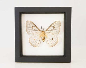 Real Framed Butterflies And Insect Art Displays By Bugunderglass - rare ghostly silk moth ceranchia apollina mounted
