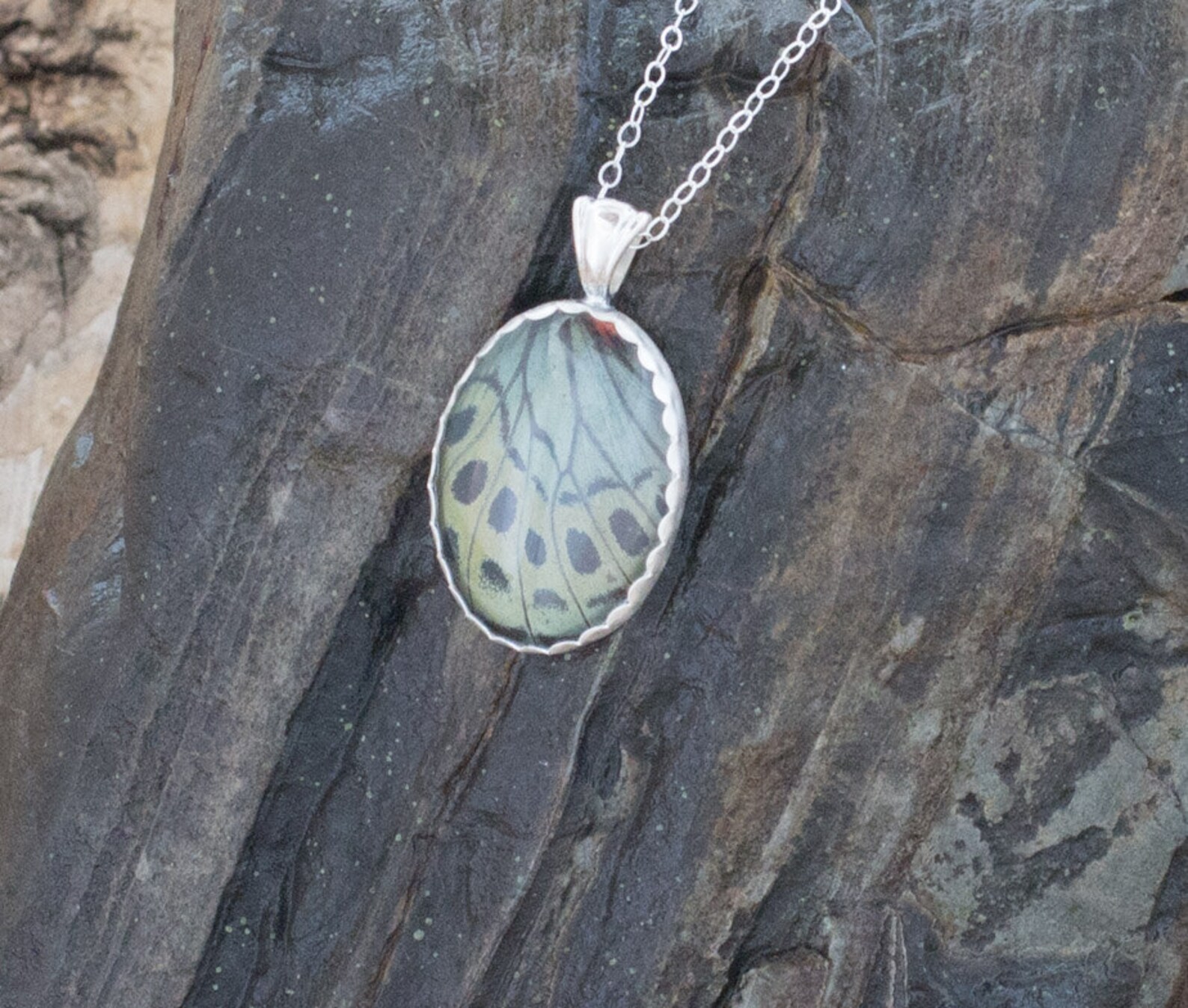 Real Butterfly Jewelry Charles Darwin Pendant Etsy