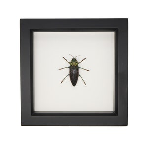 Framed False Eyed Jewel Beetle Lampropepla rothschildi 6x6