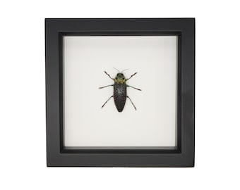 Framed False Eyed Jewel Beetle Lampropepla rothschildi 6x6