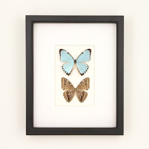 Real Blue Morpho Framed Butterfly Art Front and Back