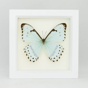 Pale Blue Mint Morpho Butterfly Framed Display 6x6