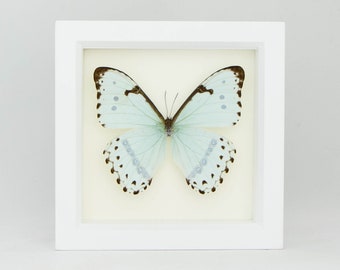 Pale Blue Mint Morpho Butterfly Framed Display 6x6