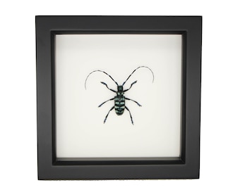 Framed Rare Blue Longhorn Beetle  Insect Display Cerambycidae