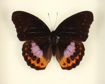 Exhibición de mariposas enmarcadas Hypolimnas pandarus Eggfly