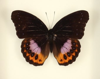 Framed Butterfly Display Hypolimnas pandarus Eggfly