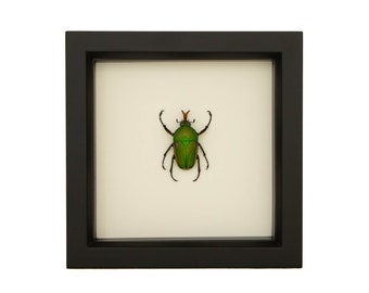 Framed Striped Love Beetle Eudicella gralli Taxidermy 6x6