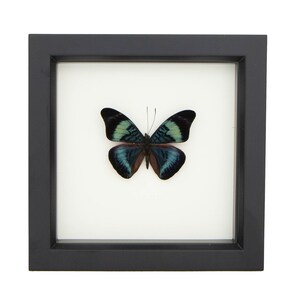 Framed Butterfly Shadowbox Red Flasher Display 6x6 image 2