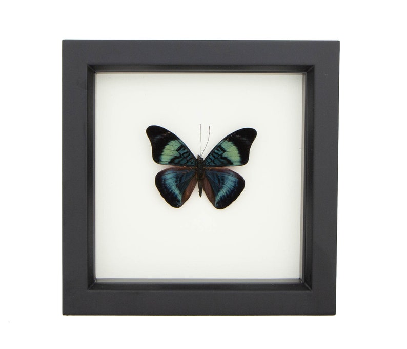 Framed Butterfly Shadowbox Red Flasher Display 6x6 image 2