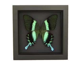 Framed Green Peacock Swallowtail Black Background