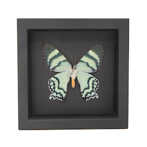 Real Framed Day Flying Moth Underside Black Background 6x6 UV Blocking Glass