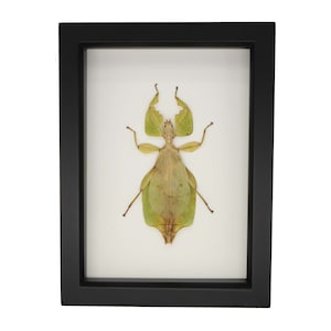 Real Framed Walking Leaf Phyllium celebicum 6x8