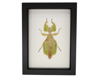 Real Framed Walking Leaf Phyllium celebicum 6x8