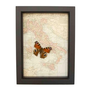 Puede incluir: Un mapa vintage enmarcado de Italia con una mariposa marr&oacute;n y naranja montada encima. El mapa est&aacute; en blanco y negro con acentos rojos. El marco es negro.
