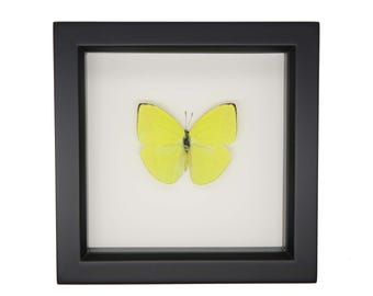 Mariposa Phoebis trite amarilla real enmarcada, 6x6 pulgadas, cristal con protección UV.