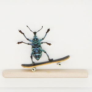Real Beetle Riding Miniature Skateboard Insect Art Diorama 6x8